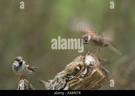 Moineau domestique Passer domesticus est à la recherche de combats tree moineaux Passer montanus Banque D'Images