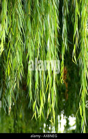 Branches de saule pleureur arbre pendent Banque D'Images