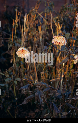 Dahlias mourir de retour après un frost Banque D'Images