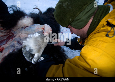 Sans nourriture pendant près de 2 jours, les recrues doivent tuer la peau et butcher un bœuf musqué de l'alimentation semaine de survie des Forces spéciales danois Banque D'Images
