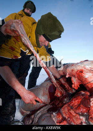 Sans nourriture pendant près de 2 jours, les recrues doivent tuer la peau et butcher un bœuf musqué de l'alimentation semaine de survie des Forces spéciales danois Banque D'Images