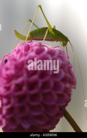 Gros plan du Grasshopper sur le dahlia - Friuli Italie Banque D'Images