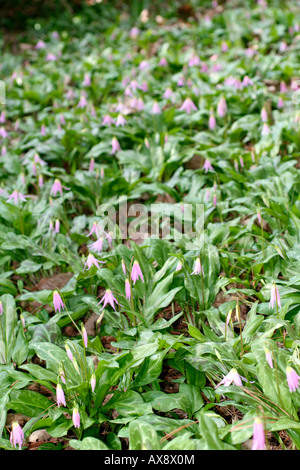 L'Erythronium revolutum KNIGHTSHAYES PINK Banque D'Images