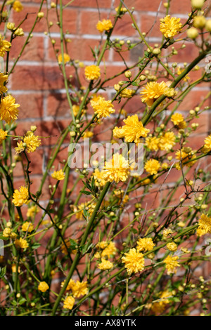 JAPONICA PLENIFLORA VEXILLE AGM Banque D'Images