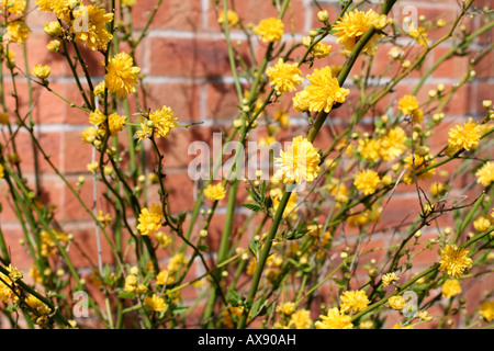 JAPONICA PLENIFLORA VEXILLE AGM Banque D'Images