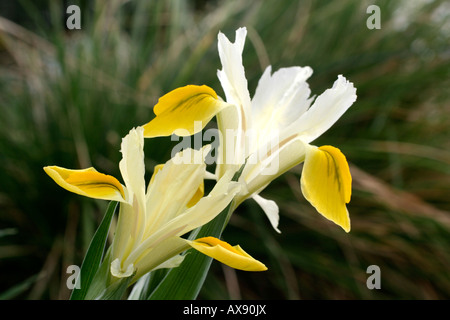 IRIS IRIS BUCHARICA ORCHOIDES CARRIERE À LA MI-MARS Banque D'Images