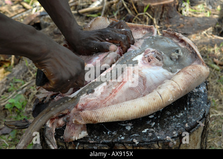 Couper le poisson pêcheur ray pour ragoût (court-bouillon) cuit sur feu ouvert barbecue, cuisine créole Banque D'Images