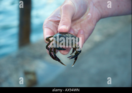 Petit crabe étant tenu entre les doigts Banque D'Images