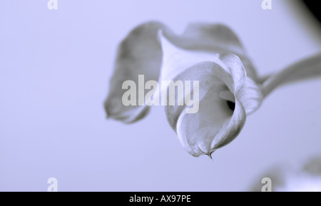 arum lily Banque D'Images