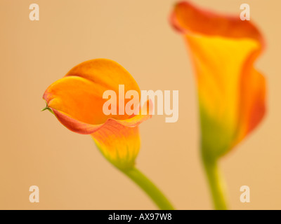 Lys d'arum, AUM, la beauté, la beauté de la nature, la botanique, les zantedeschias, Zantedeschia, près shot, close-up, de délicatesse, fleur, tête, f Banque D'Images