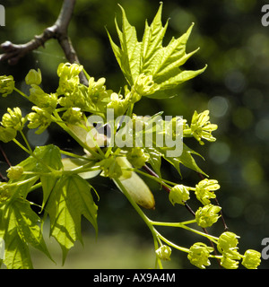 Norway Maple, Acer platanoides, fleurs. Banque D'Images