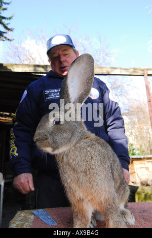 Le lapin éleveur allemand Karl Szmolinsky avec l'un de ses lapins géants Banque D'Images