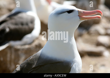 Un albatros nicheurs est assise sur son oeuf dans la fin d'après-midi Banque D'Images