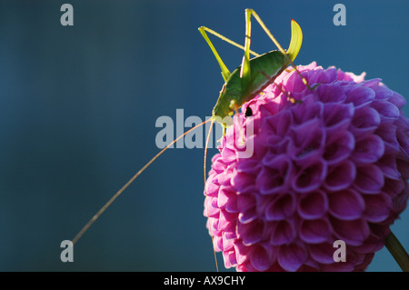 Gros plan du Grasshopper sur le dahlia - Friuli Italie Banque D'Images