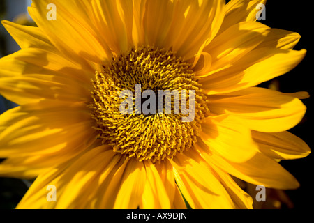 Un tournesol close-up Banque D'Images