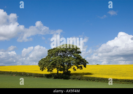 Seul arbre avec le colza jaune et vert champ, UK Banque D'Images