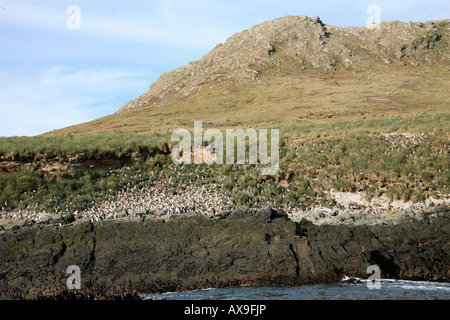 Grande colonie d'albatros nichant sur une colline rocheuse avec colline herbeuse en arrière-plan Banque D'Images