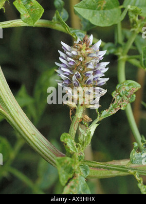 Réglisse glycyrrhiza glabra, cultivée Banque D'Images