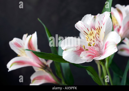 Un blanc, rose et lis jaune, l'Alstroemeria, montrant le pollen sur ses branches, également connu sous le nom de Lis des Incas. Banque D'Images