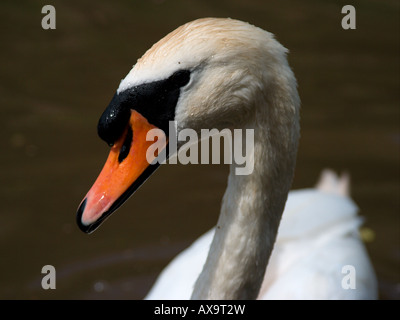 Un cygne muet natation sur un canal Banque D'Images