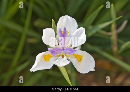 Une quinzaine de Lily, connue en Floride en tant qu'Africain Iris Banque D'Images