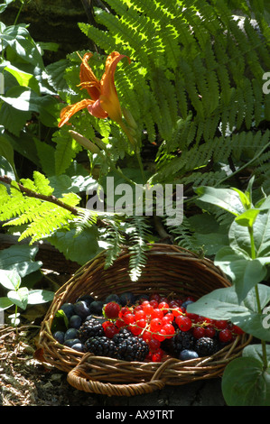 Les fruits tendres - Frutti di Bosco Banque D'Images