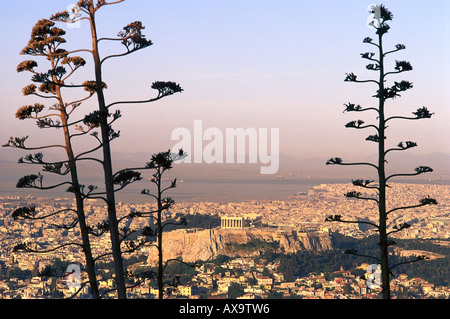 L'Akropolis à Dawn, Athènes Grèce Banque D'Images