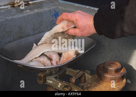 Pêcheur en bord de la vente de poisson frais localement et pesant jusqu'à des échelles de filets de lieu jaune Banque D'Images