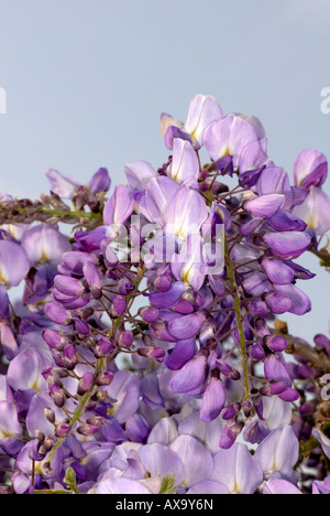 Homonymie glycine en pleine floraison Banque D'Images