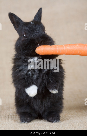 Lapin noir à la carotte isolated on white Banque D'Images