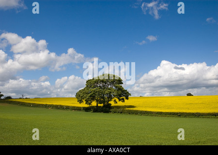 Entre l'arbre et le champ de colza jaune vert, UK Banque D'Images