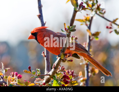 Un mâle Cardinal rouge, Cardinalis cardinalis, perches dans un pommetier plein de fleurs en herbe au printemps. New York, USA. Banque D'Images