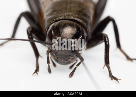 Noir ou EUNEMOBIUS Gryllus bimaculatus Banque D'Images