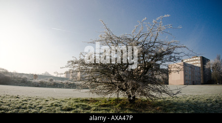 Un arbre d'aubépine et certains plats sur un jour froid Banque D'Images