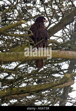 Grand raptor se trouve perché sur un membre de l'arbre Banque D'Images