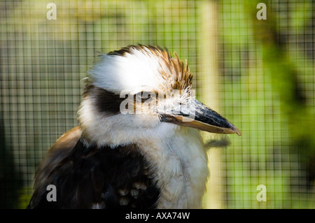 Un Kookaburra Dacelo novaeguineae Banque D'Images