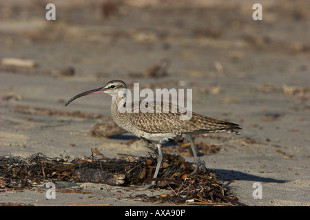 Courlis corlieu Numenius phaeopus à chercher de la nourriture chez les algues et autres débris sur la plage de Santa Barbara en Californie en janvier Banque D'Images