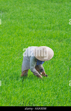 Farmer portant chapeau conique le repiquage du riz du Delta du Mékong Vietnam Cantho Banque D'Images