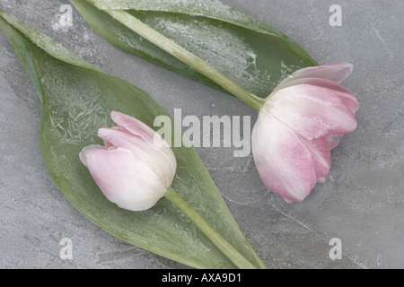 Rose deux tulipes en verre dépoli sur Banque D'Images