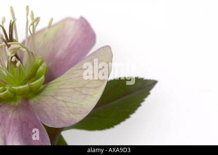 Helleborus Atrorubens Noël rose montrant de pétales et d'étamines détails Banque D'Images