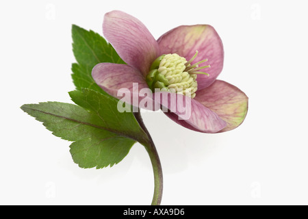 Helleborus Atrorubens Noël rose Banque D'Images