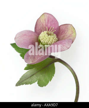 Helleborus Atrorubens Noël rose Banque D'Images