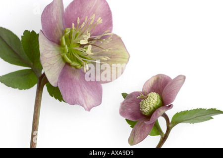 Helleborus Atrorubens Noël rose fleur et bud Banque D'Images