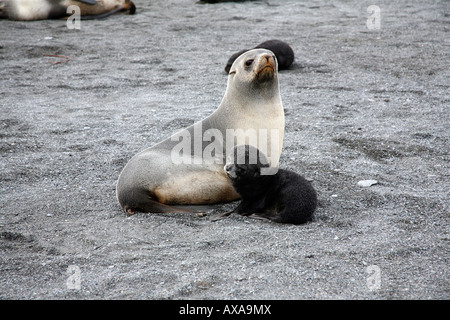 Mère fur seal pup ayant des nouveau-nés sur une plage Banque D'Images