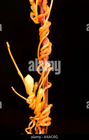 Cuscute (Cuscuta americana) une plante parasite de la Andes équatoriennes Banque D'Images