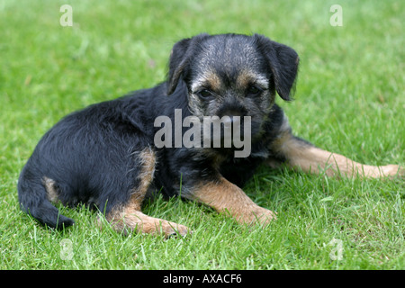 Gros plan d'un chiot Border Terrier allongé sur l'herbe. ROYAUME-UNI Banque D'Images