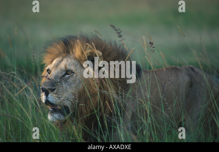 Lion d'Afrique, le Parc National du Serengeti, Tanzanie, Afrique de l'Est Banque D'Images