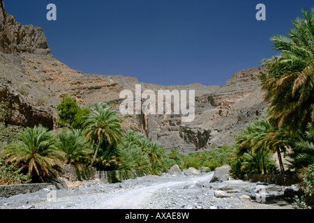 Doublure de Wadi Nakhr dattiers dans le Jebel Akhdar région des monts Hajar d'Oman. Banque D'Images