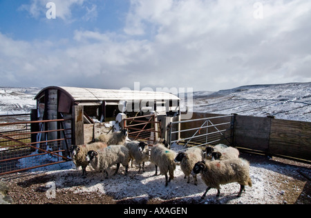 Moutons Swaledale dans un refuge sur Buttertubs Swaledale, col. Banque D'Images