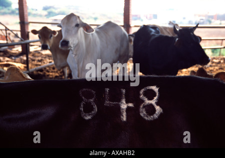 L'élevage du bétail dans un kibboutz en Israël Banque D'Images